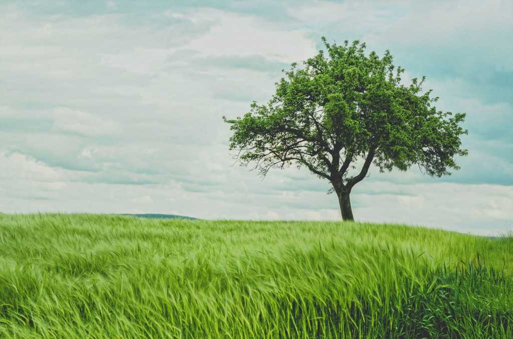 a natural tree in a green wheat field
