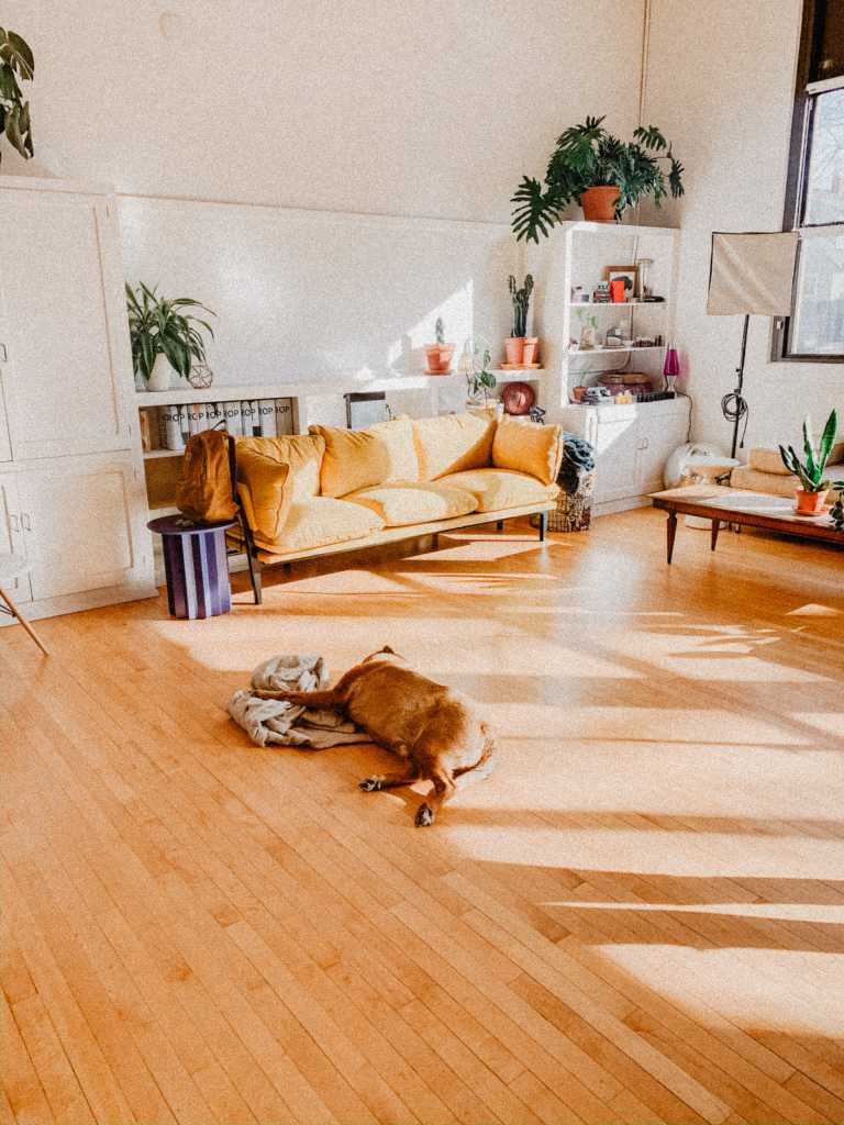 dog lying on laminate wooden floor